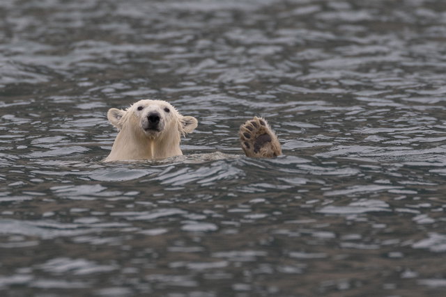 Spitsbergen - Top of the World