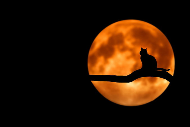 Voorlezen Halloween Eersel