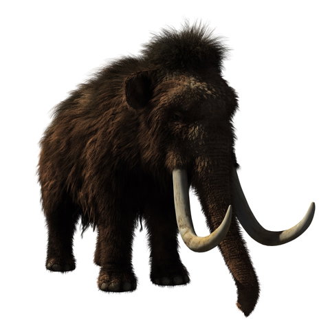 Workshop Prehistorisch dier: De mammoet