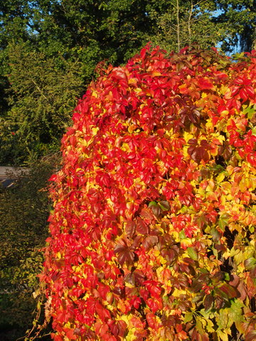 Heerlijke herfst op 22 oktober