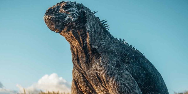 Film Nijkerk: Galapagos: Hope for the Future