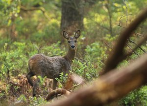Natuurlezing: het ree