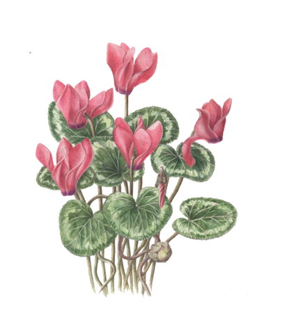 Zin in Zondag - Workshop Botanisch Tekenen