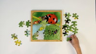 Informatievaardigheden I Voorschool, Groep 1-3 I Groeipuzzel Lieveheersbeestje