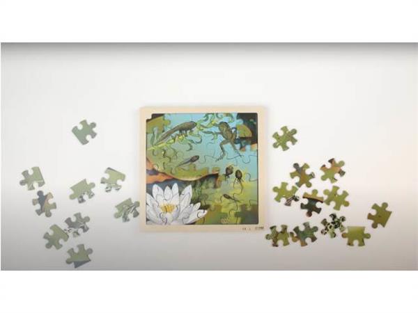 Informatievaardigheden I Voorschool, Groep 1-3 I Groeipuzzel Kikker