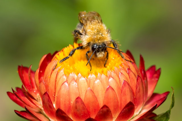 Bijenfoto expositie