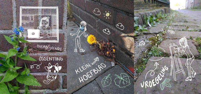 Weekend van de Wetenschap: Stoepplantjesbingo