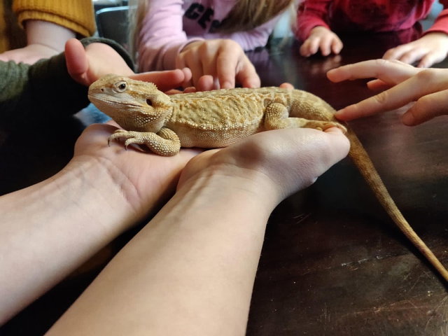 Kindercollege: Bijzondere reptielen