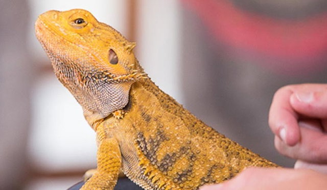 Reptielenpresentatie Exotus Serpenti