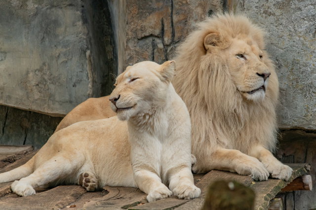 Kindercollege: Wilde dieren in de dierentuin