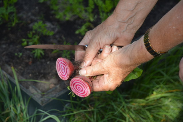 Cursus moestuinieren voor beginners