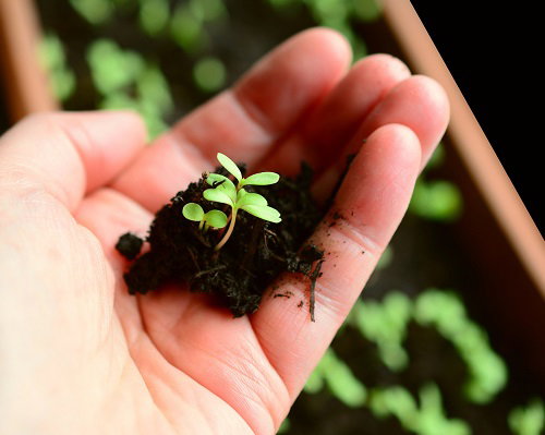 De natuur ontwaakt - zaaien voor de moestuin