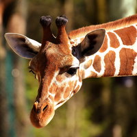 Themakrat Dieren