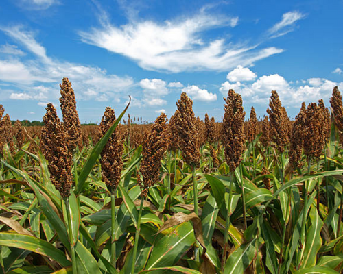 Lezing: Graancrisis? Bevorder eigen granen productie in Afrika door importbeperkingen