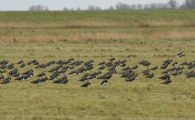 Natuurlezing KNNV 04-04-2023 20:00