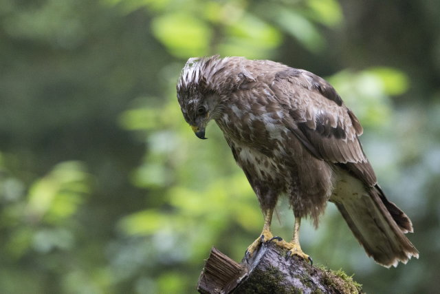 KennisPodium Vogelfotografie 10-05-2023 19:30
