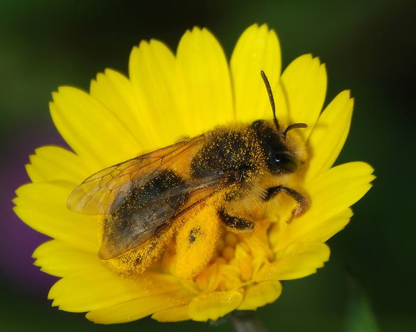 KennisPodium Wilde bijen