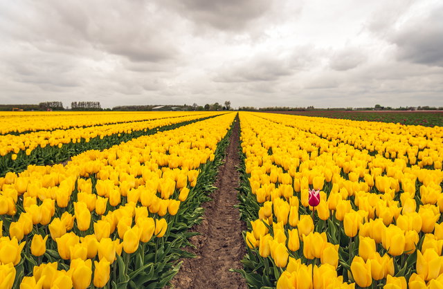 De kracht van verbinding