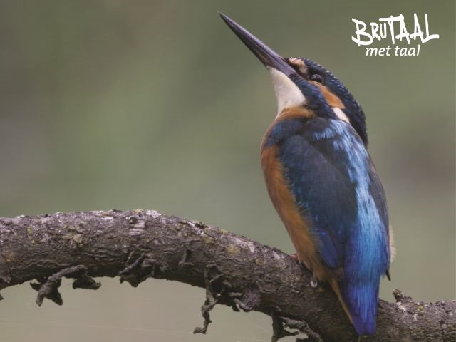 Brutale Beelden