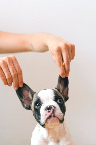 Wat vertelt jouw hond je?