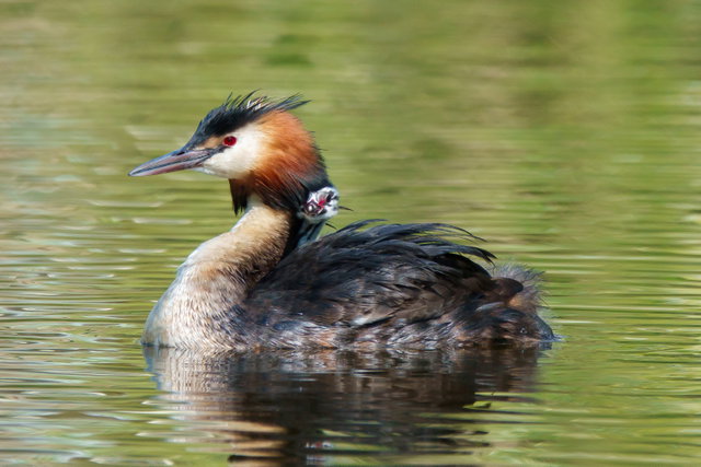 Expositie 'Vogels in een veranderende wereld'