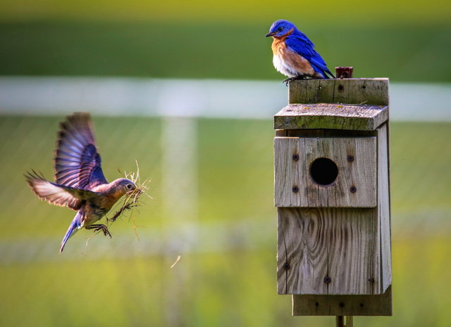 Vogelspeurtocht
