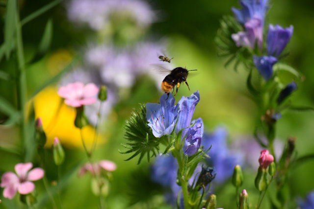 Een levende tuin maak je zelf - IVN de Wâlden