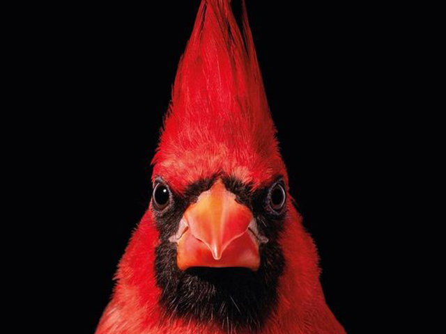 UITGELICHT! - Vogels