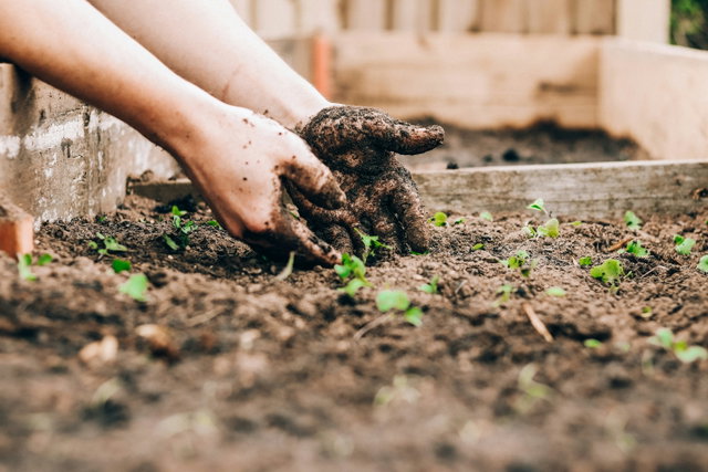 Lezing moestuinieren