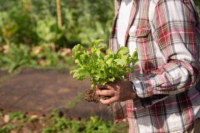 Infosessie 'Bio-vegan telen op kleine en wat grotere schaal'