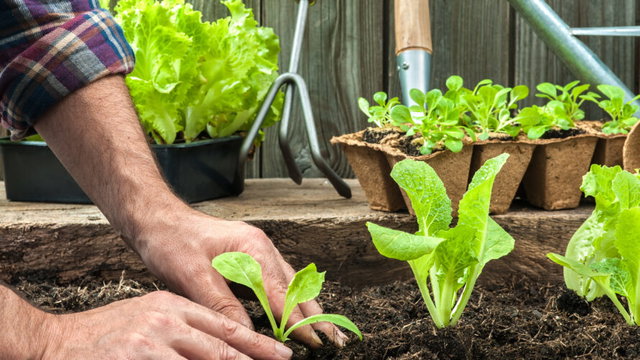 Moestuin meet-up