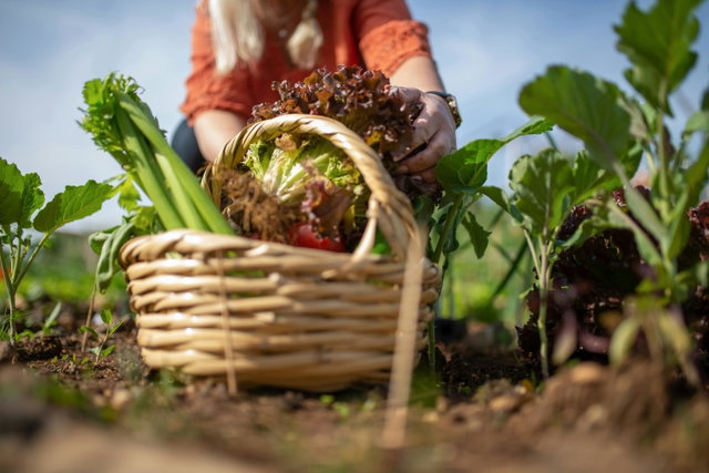 Workshop 'Koken met lokale seizoensgroenten'