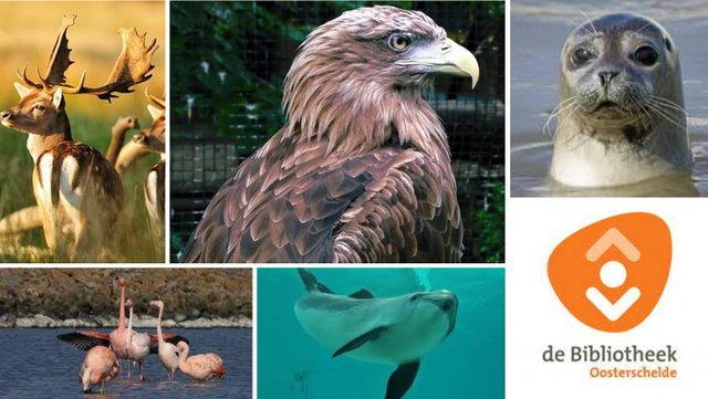 Ontdek de 'Big Five' van Zeeland