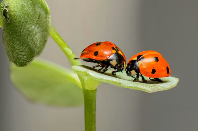 Natuurlezing KNNV 03-04-2024 20:00