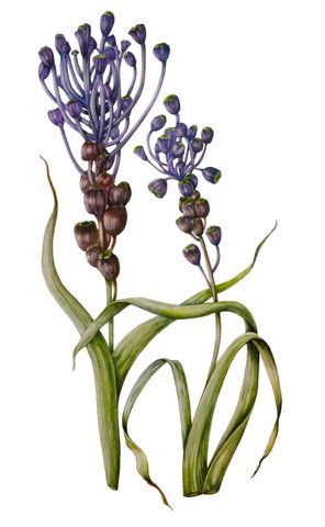 Expositie botanische illustraties