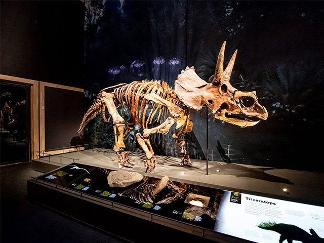 Bezoek de triceratops
