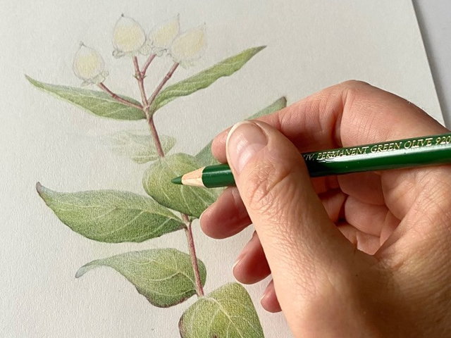 UITGELICHT! - Workshop Botanisch tekenen