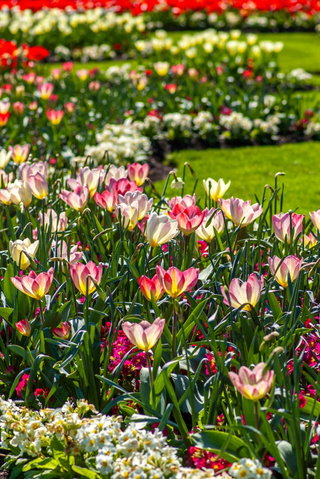 Groen doen: kiekjes in de tuin