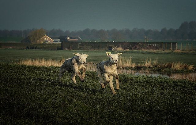 Boekpresentatie 'Kijken met de ogen van Hung Hoang'