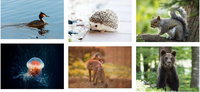 Thema: Dieren (kleuters)
