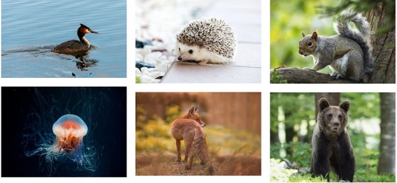 Thema: Dieren (kleuters)