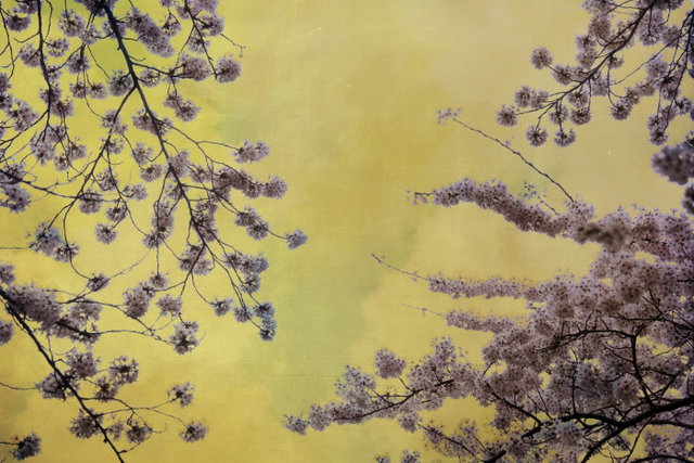 Fototentoonstelling August Langhout