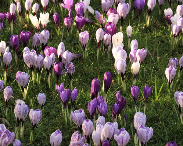 Lezing: Stinzenflora