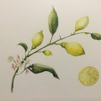 Cursus Botanisch Tekenen