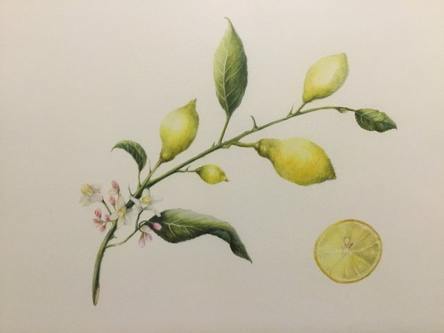 Cursus Botanisch Tekenen