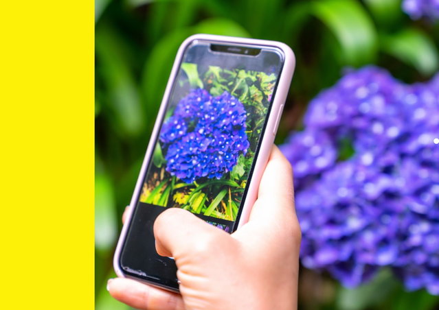 Workshop planten en dieren herkennen met je mobiel