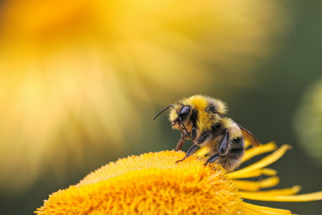 Zomerplezier: Insectenhotel maken