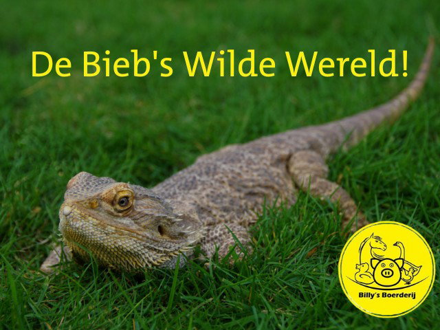 Avontuurtje: de Bieb's Wilde Wereld!