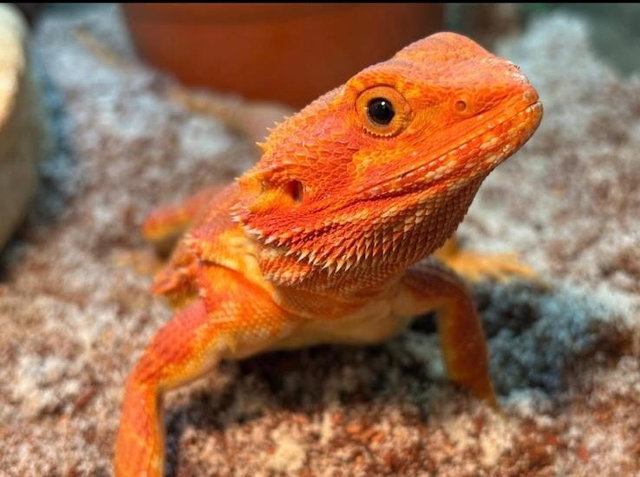 Oog in oog met reptielen! | Harlingen