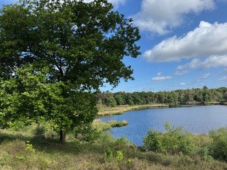 Natuurwandeling in de Hatertse Vennen